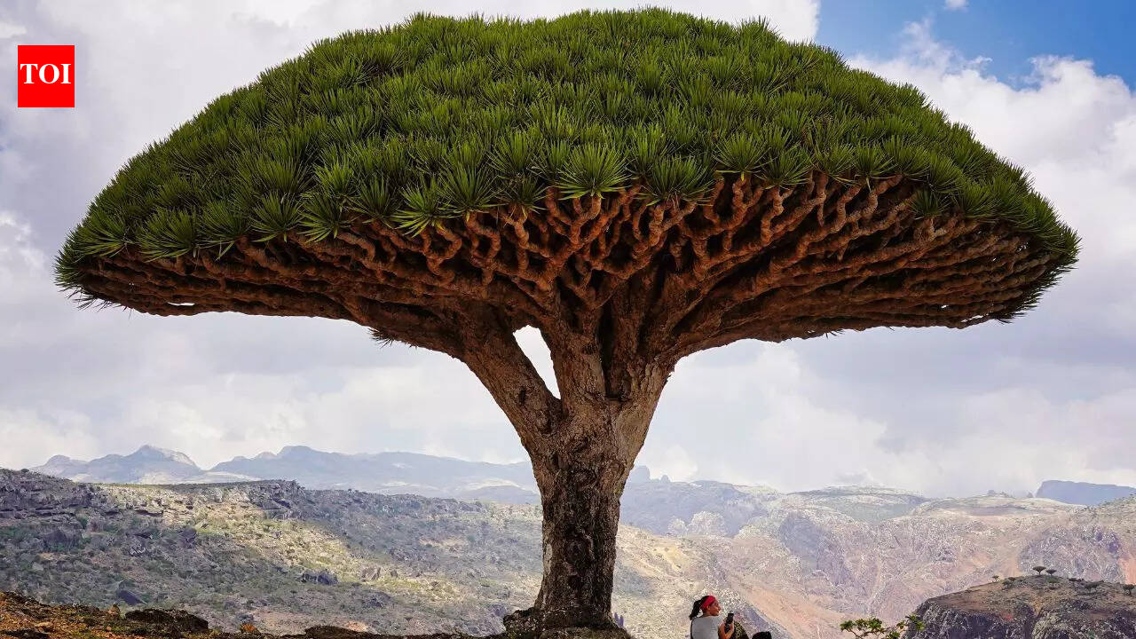 This tree secretes bright red “dragon’s blood” and science explains why |