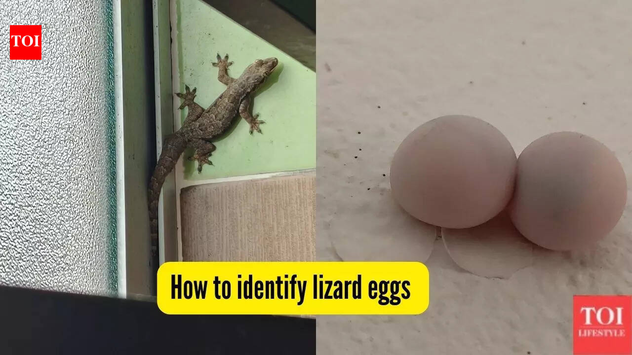 How to identify lizard eggs indoors and get rid of them safely |