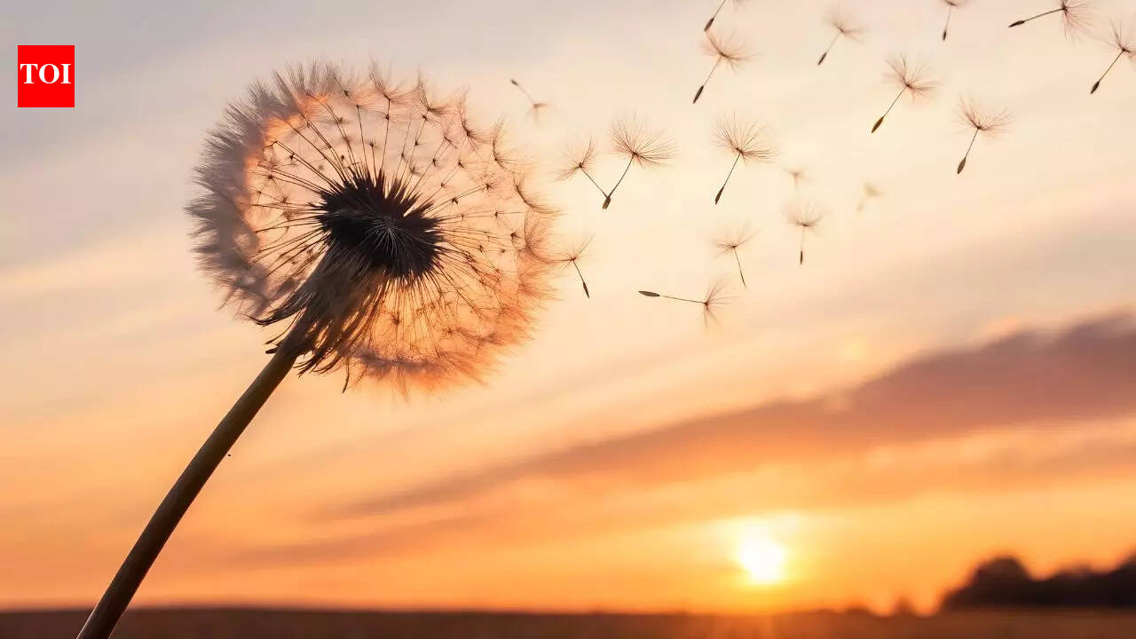 Think dandelions are pointless? Health benefits of dandelion you probably didn’t know about |