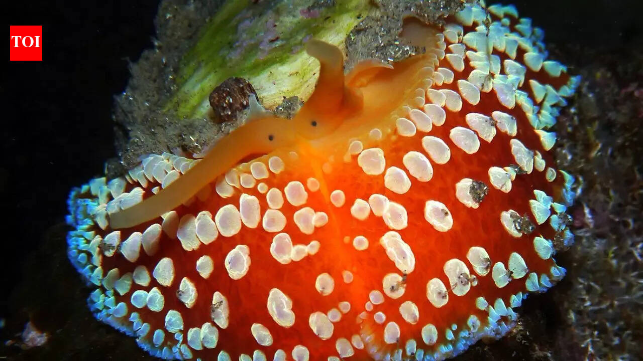 Umbrella slug: The animal that holds the world record for growing the most teeth |