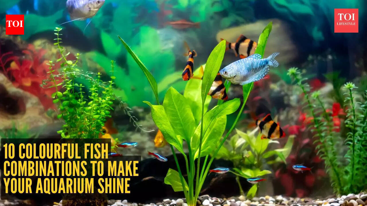 10 beautiful and colourful freshwater fish combinations to make your aquarium shine