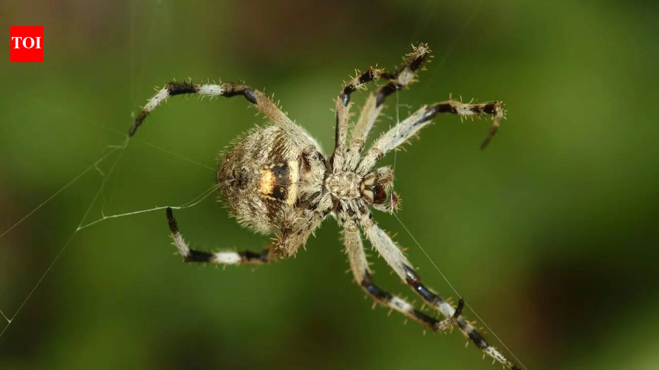 This tiny Madagascar spider spins silk 10 times stronger than steel and scientists are stunned |