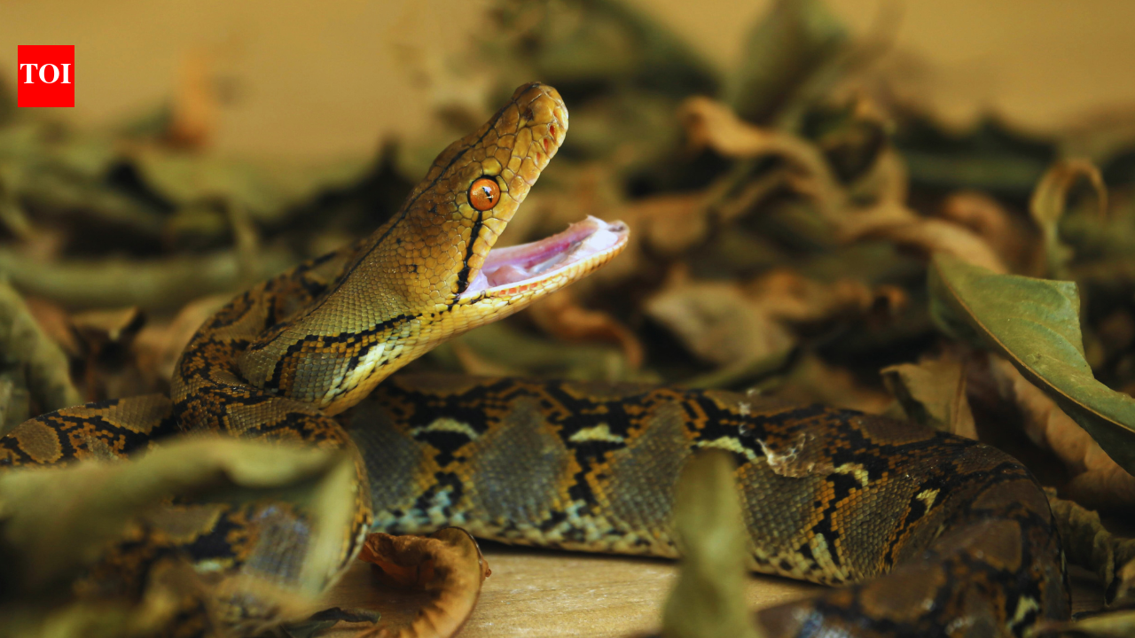 The temple that houses pythons, lets them go out to hunt, and welcomes them back |