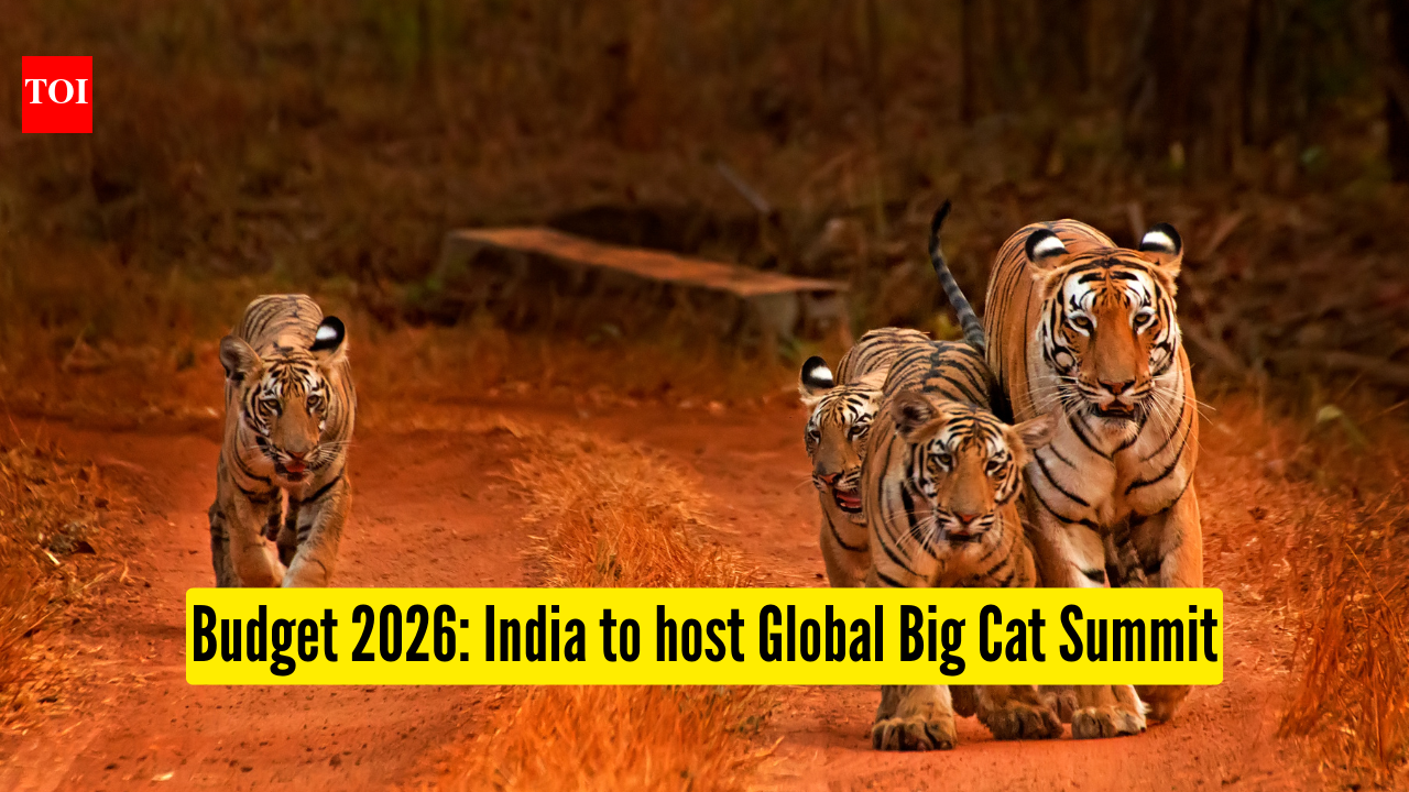 Global Big Cat Summit: Union Budget 2026: India to host the first Global Big Cat Summit – what it means for wildlife lovers |