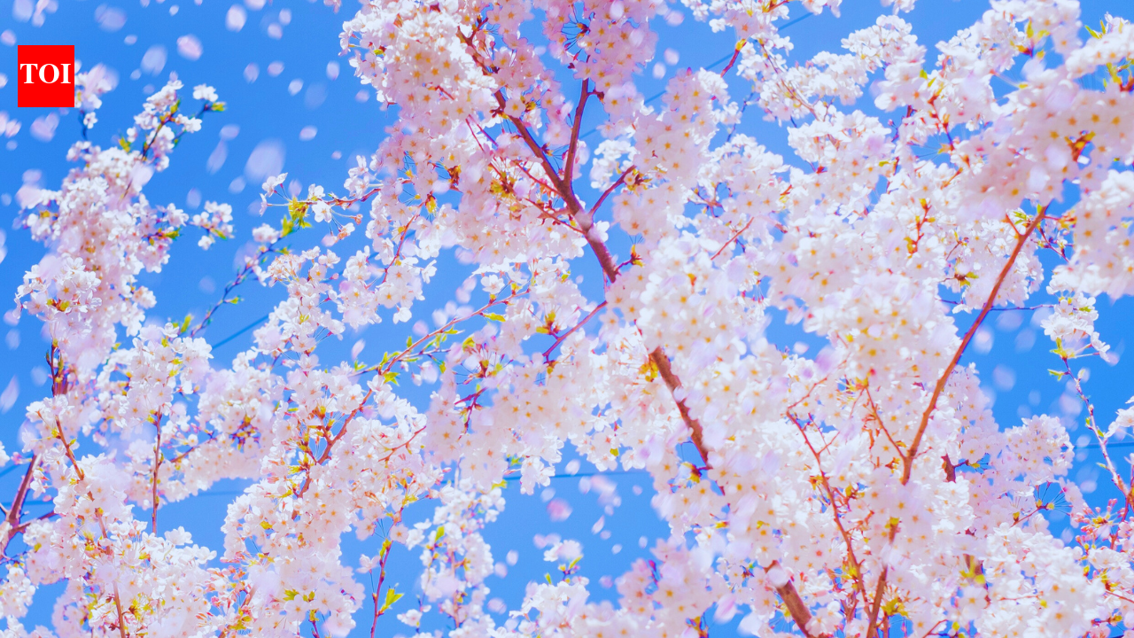 Japan Cherry Blossom Festival: This Japan town brings the curtain down on its 10-year-old cherry blossom festival to protect the dignity of its citizens |