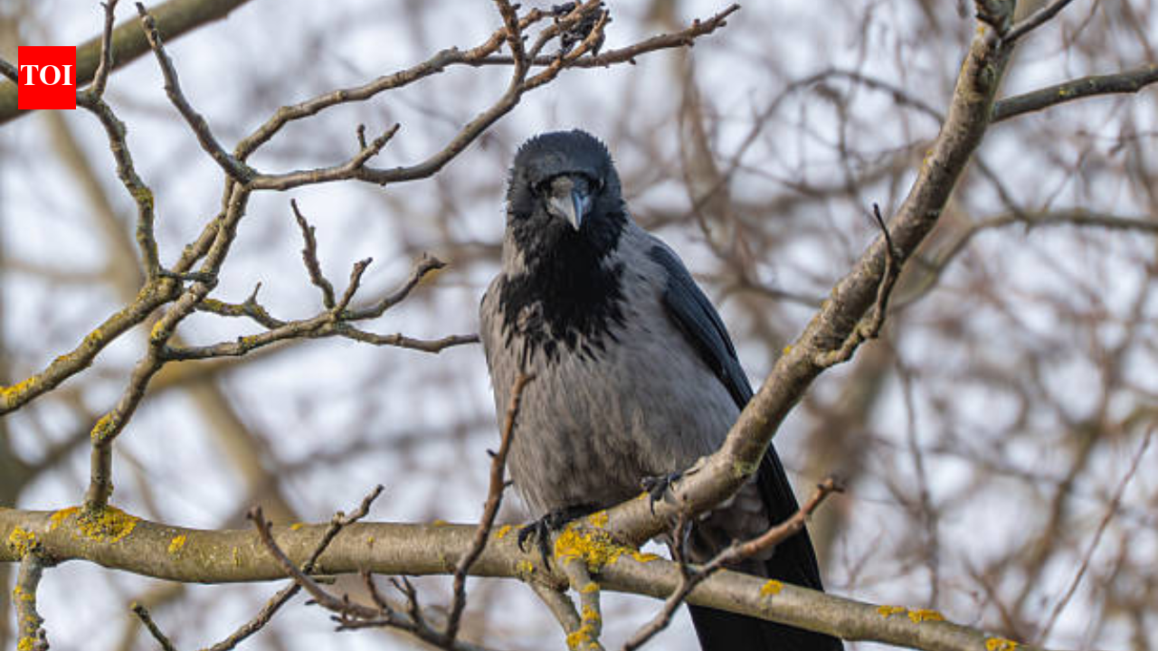 H5N1 virus scare in Chennai: Doctor shares the risk, symptoms and preventive tips