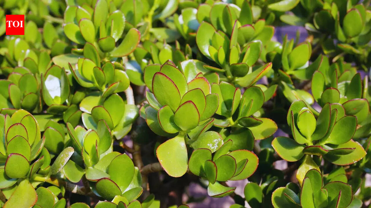 5 succulents that bring you good luck and prosperity