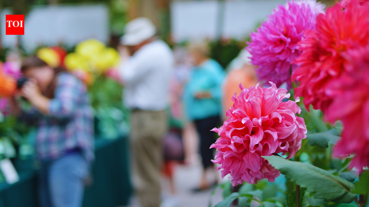 Noida Flower Festival 2026 is back with floral displays and free entry: What visitors need to know |