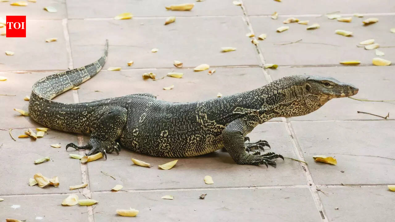 How to stop monitor lizards from entering your home and why these enter residential areas |
