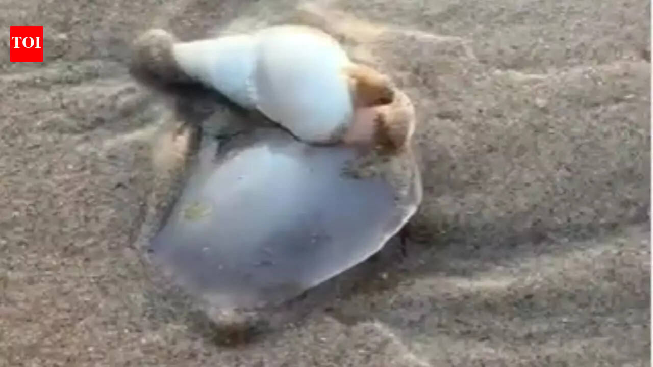 Odisha beaches turn into a living spectacle after live sea snails appeared overnight, leaving locals stunned |