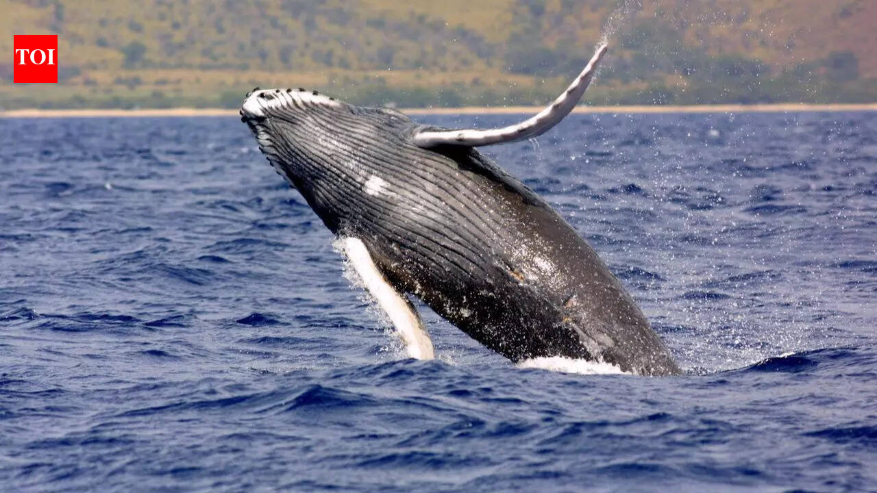 40-ton humpback whales travel 5,000 miles each year performing epic jumps and jaw-dropping shows |