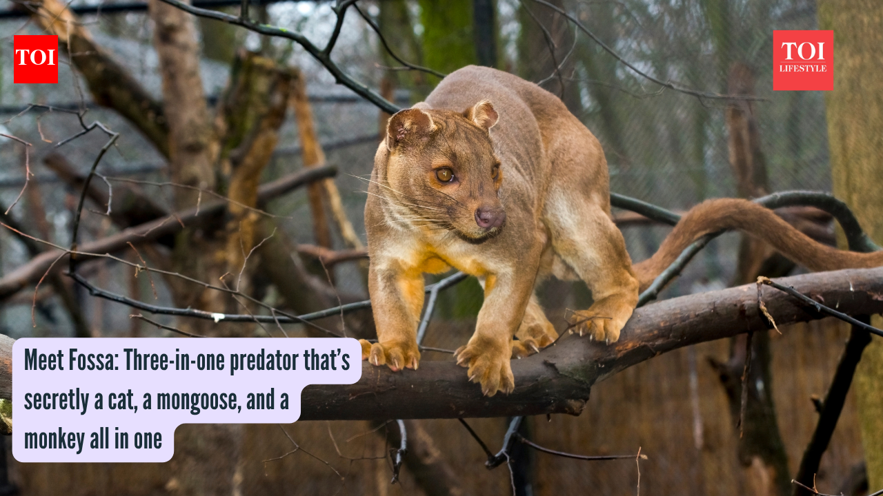 Meet Fossa: Three-in-one predator that’s secretly a cat, a mongoose, and a monkey all in one |
