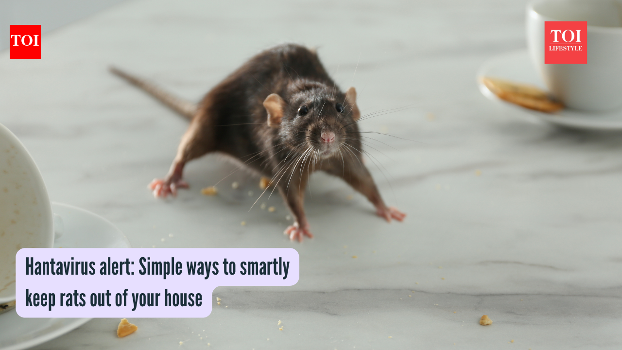 Simple ways to smartly keep rats out of your house