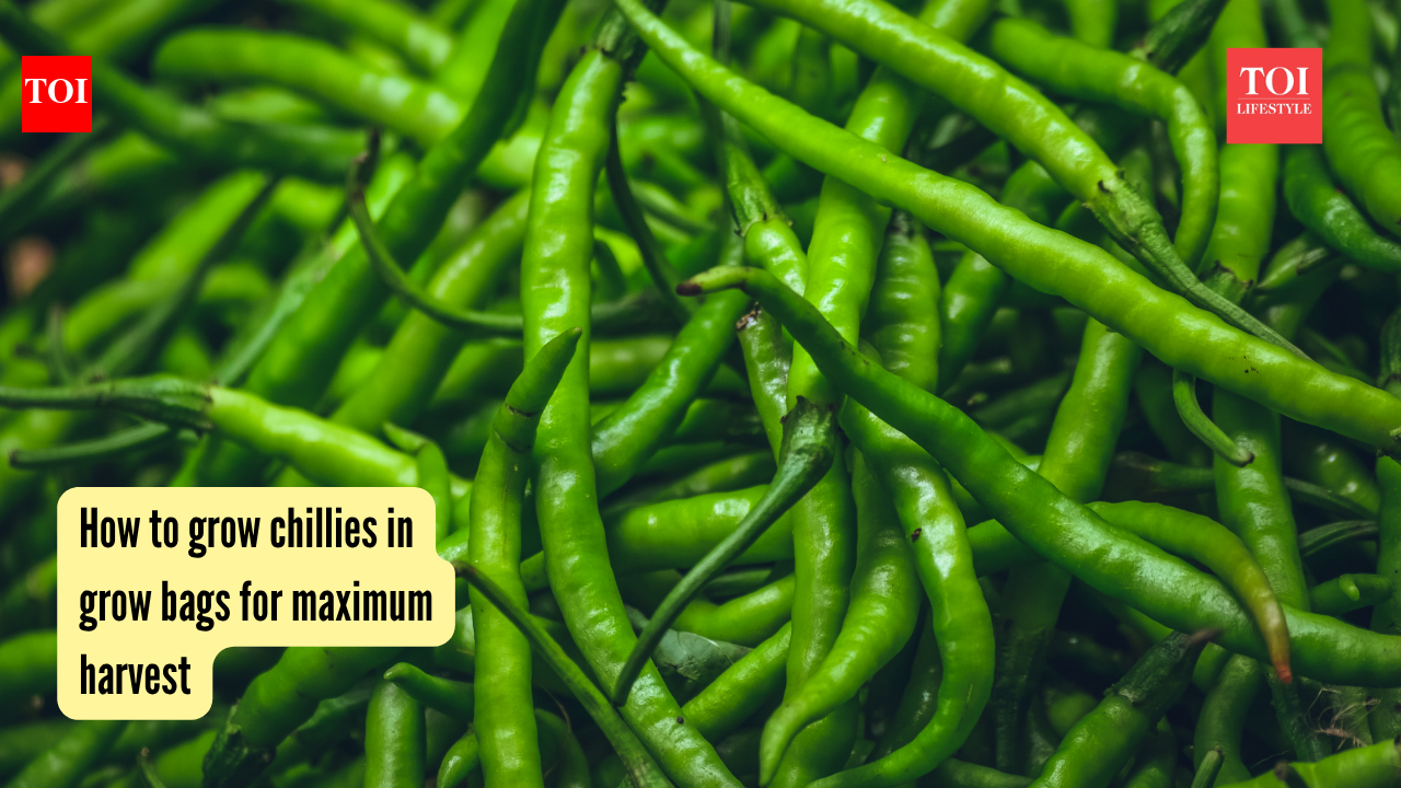 How to grow chillies in grow bags for maximum harvest